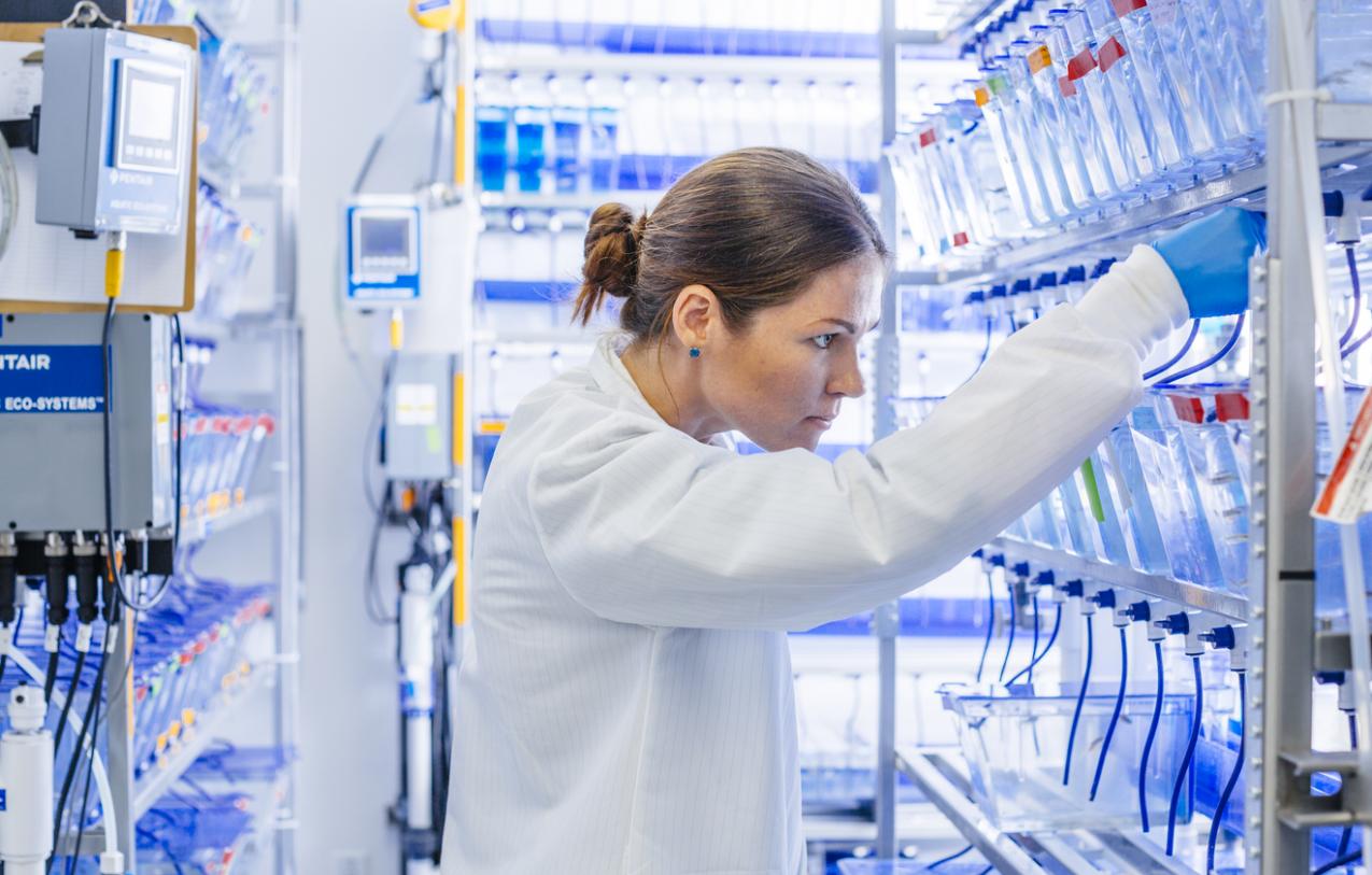 Researcher looks through slab samples